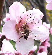 Bee collecting nectar