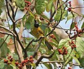 Black-crested bulbul feeding on the red kamala at Jayanti, India