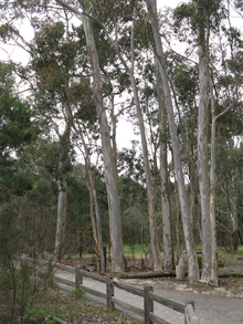 Eucalypts and a gravel pathway in Blackburn Lake Sanctuary near the old flower farm Blackburn Lake Eucalypts.PNG