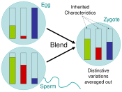 Darwin's blending inheritance