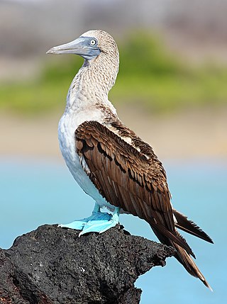 <span class="mw-page-title-main">Blue-footed booby</span> Species of bird