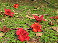 Bombax-ceiba-Hong-Kong-6.JPG