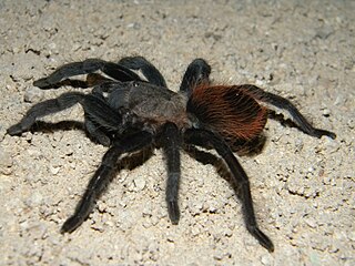 <i>Tliltocatl</i> Genus of tarantulas