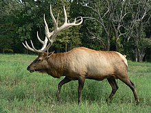 Bull.elk.8.24.2014.jpg