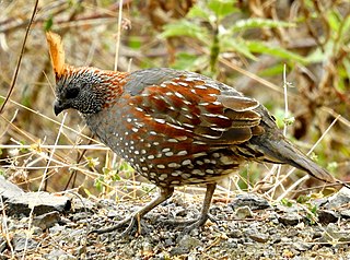 <span class="mw-page-title-main">Elegant quail</span> Species of bird