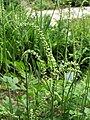 Actaea racemosa