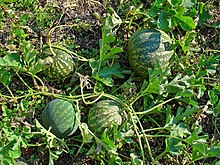 ハンダラの名前の由来となった植物