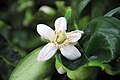 Pomelo blossom