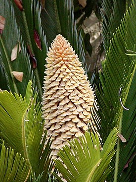 Japaninkruunukävykin (Cycas revoluta) hedekukinto.