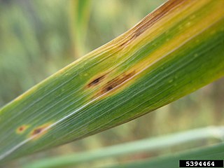 <i>Pyrenophora tritici-repentis</i> Species of fungus