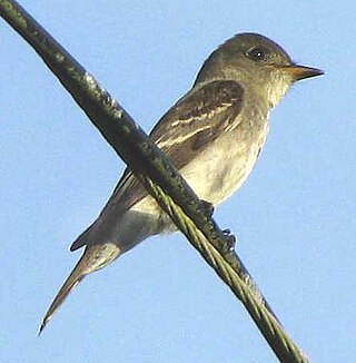 <span class="mw-page-title-main">Eastern wood pewee</span> Species of bird