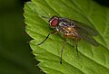 Unidentified fly (Stuttgart, Germany)