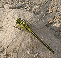 Stylurus (Gomphus) flavipes (Asiatische Keiljungfer, Weibchen) [D]