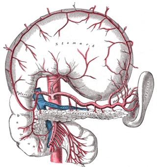 <span class="mw-page-title-main">Superior pancreaticoduodenal artery</span> Artery