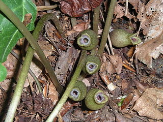 <i>Hexastylis</i> Genus of flowering plants