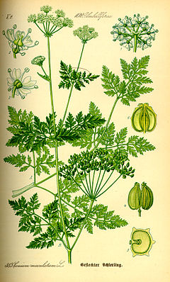 Conium maculatum