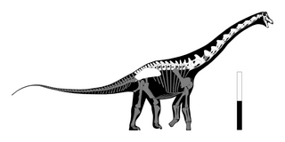 <i>Inawentu</i> Genus of titanosaurian dinosaurs