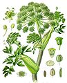 Garden angelica Angelica archangelica kuanneq / kvan Kuanneq, Kvan