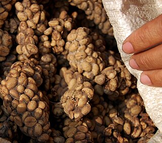 <span class="mw-page-title-main">Kopi luwak</span> Indonesian coffee drink