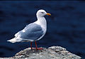 Larus hyperboreus (cat.)