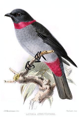 <span class="mw-page-title-main">Rose-collared piha</span> Species of bird