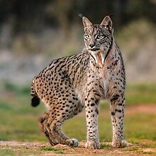 Lince iberico (Lynx pardinus), Almuradiel, Ciudad Real, Espana, 2021-12-19, DD 07.jpg