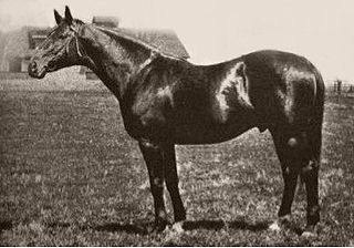 <span class="mw-page-title-main">Luke McLuke</span> 20th-century American Thoroughbred racehorse