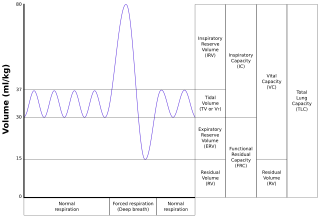 <span class="mw-page-title-main">Vital capacity</span> Measure of human lung capacity