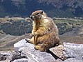 2. Sárgahasú mormota (Marmota flaviventris) a Mount Dana csúcsán. A háttérben a Tioga Pass Road (Yosemite Nemzeti Park, Kalifornia, Amerikai Egyesült Államok) (javítás)/(csere)