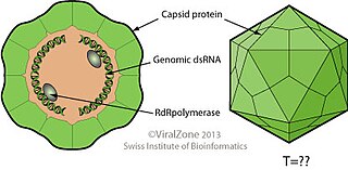 <i>Megabirnaviridae</i> Family of viruses