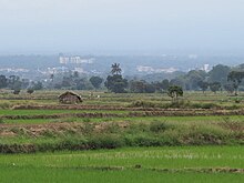 Moshi CBD as seen from Lower Moshi rice fields. Moshi Town.jpg