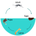 Mosquito Life-Cycle