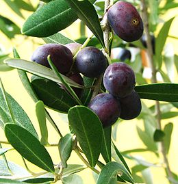 Europinis alyvmedis (Olea europaea)