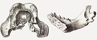 <i>Ontocetus</i> Extinct genus of carnivorans