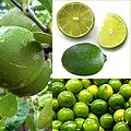 Limeo