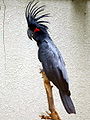 Cacatua nero delle palme