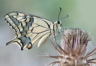 Fresh specimen, Turkey