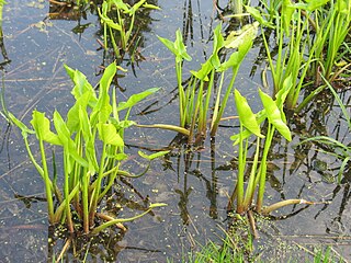 <i>Peltandra virginica</i> Species of aquatic plant