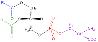 <span class="mw-page-title-main">Phosphatidylserine</span> Chemical compound