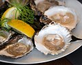 Oysters, "platte Zeeuwse oester".