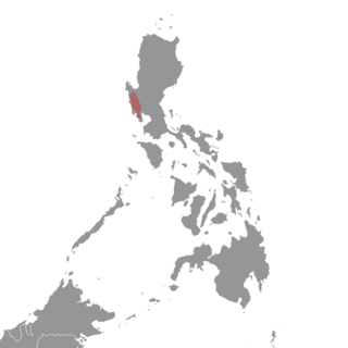 <span class="mw-page-title-main">Luzon Zambales forest mouse</span> Species of mammal