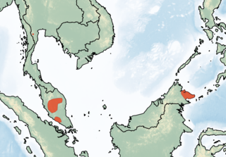 <span class="mw-page-title-main">Large false serotine</span> Species of bat