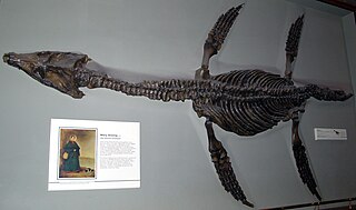 <i>Rhomaleosaurus</i> Genus of rhomaleosaurid plesiosaur from the Early Jurassic period