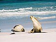 Zwei Australische Seelöwen, am Strand ruhend