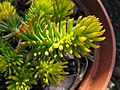 Sedum rupestre