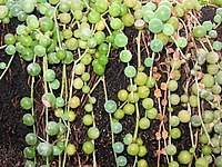 Senecio rowleyanus