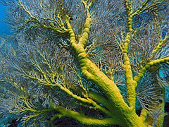 Soft coral (Bali).jpg