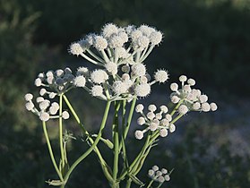 Sphenosciadium capitellatum