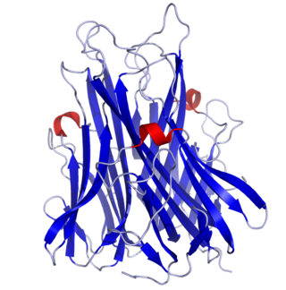 <span class="mw-page-title-main">Tumor necrosis factor</span> Protein