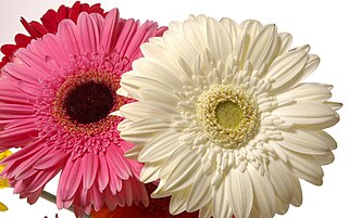 <i>Gerbera</i> Genus of plants